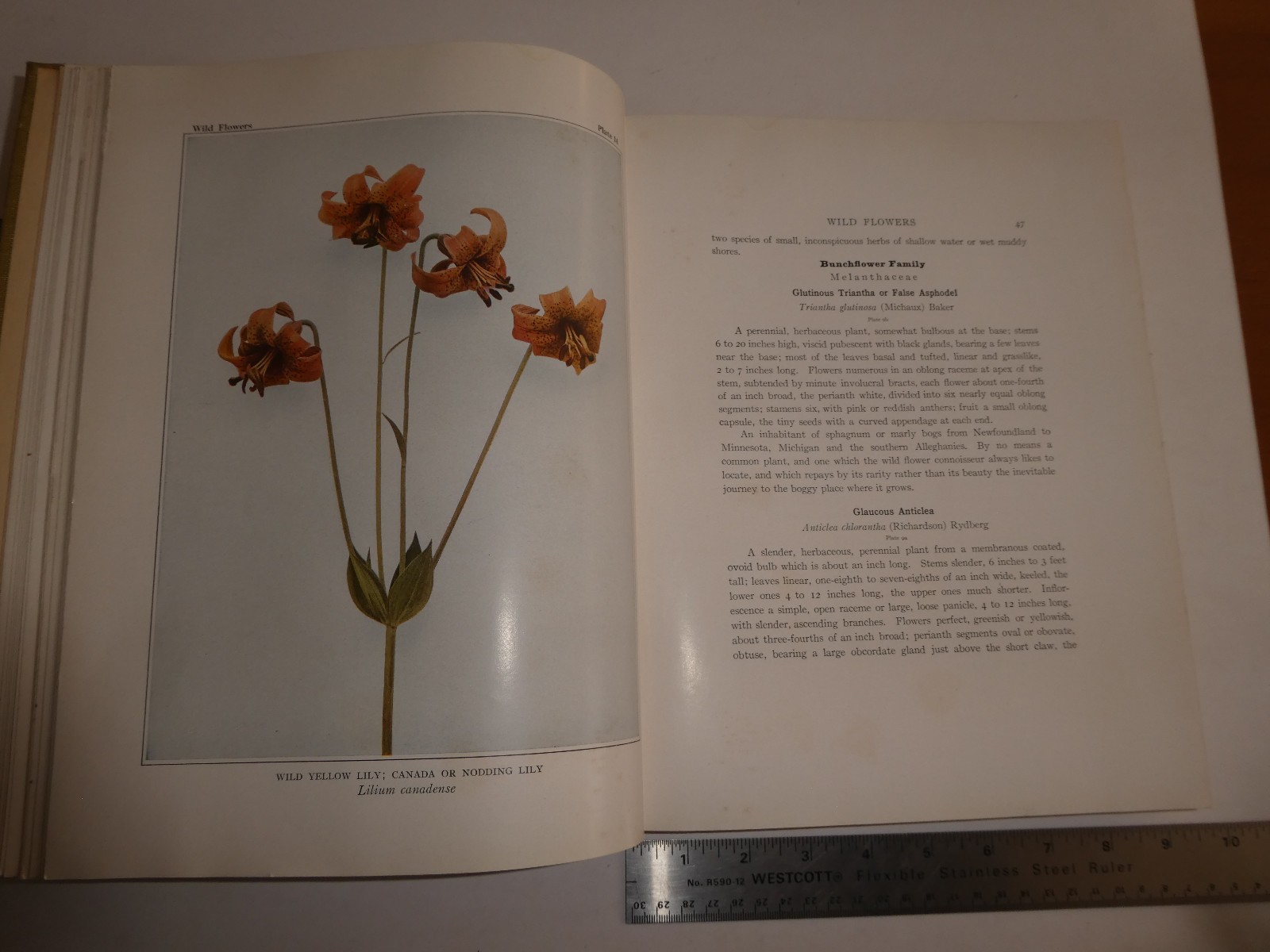 Wild Flowers by Homer D. House 1935 Macmillan Company Elzie S. Wechsler Columbia