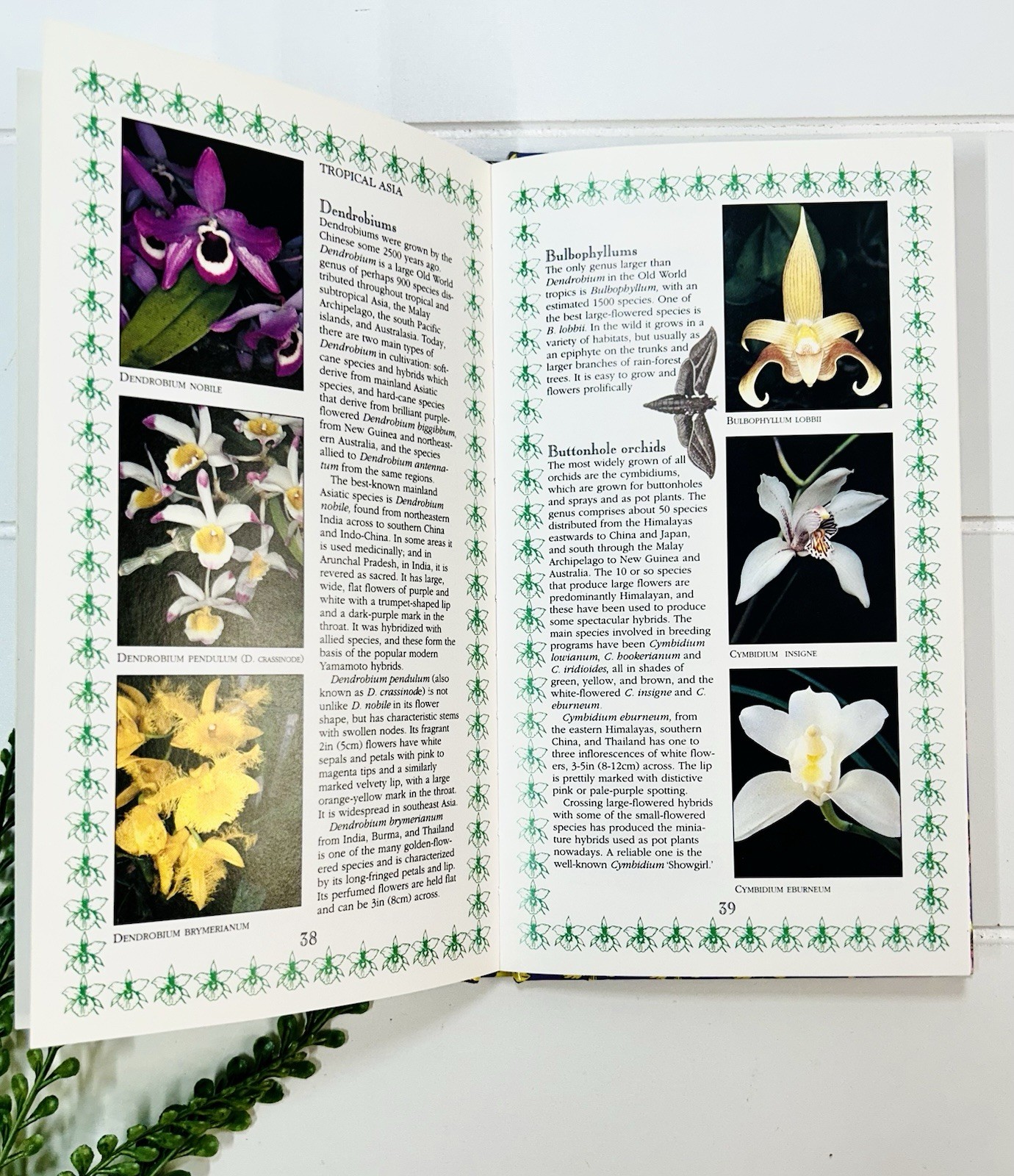 Orchids : A Romantic History Guide to Cultivation Philip Cribb Tropical Flowers