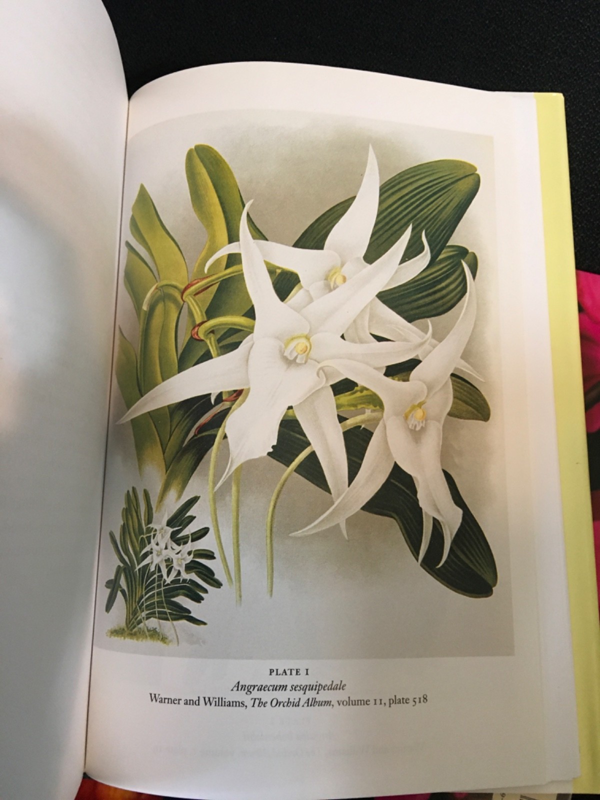 Lot UNDERSTANDING ORCHIDS Guide to Growing Exotic Flowers Plants CULLINA + LORE
