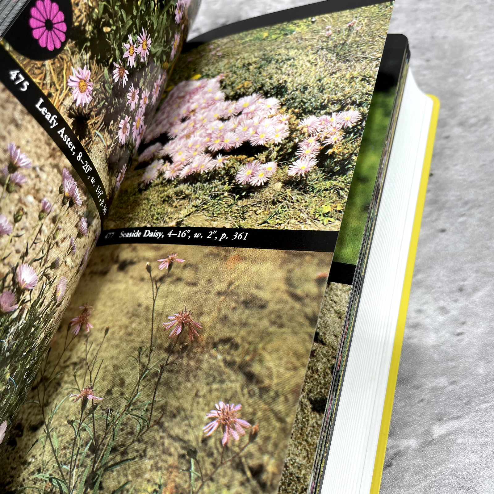 The Audubon Society Field Guide North American Wildflowers 1997 Alfred A. Knopf