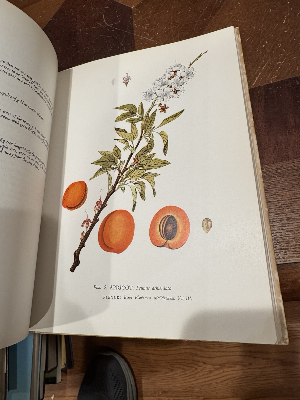 Plants of the Bible – PLANTS HERBS & FLOWERS A W Anderson Ex-library Book