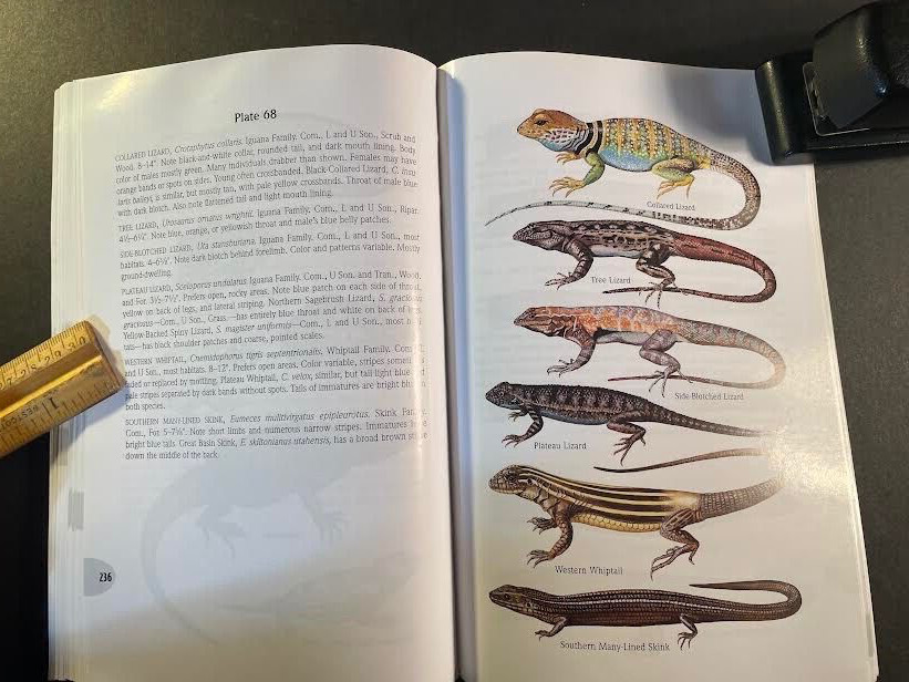 A Field Guide to the Grand Canyon by Whitney. 2nd edition. 269 pages. good cond.