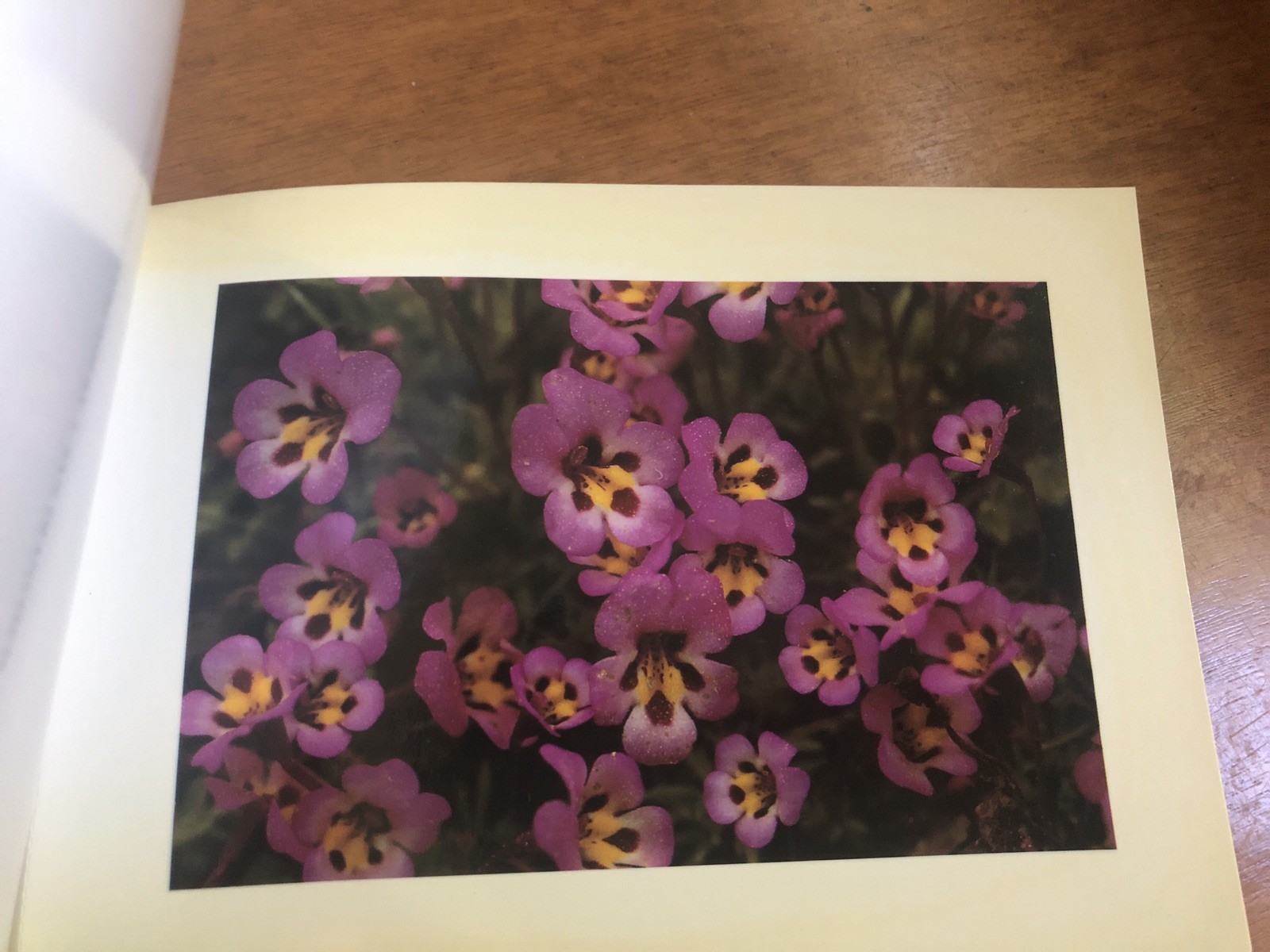 California Wildflowers A Book of 21 Postcards Browntrout Publishers Photos VTG