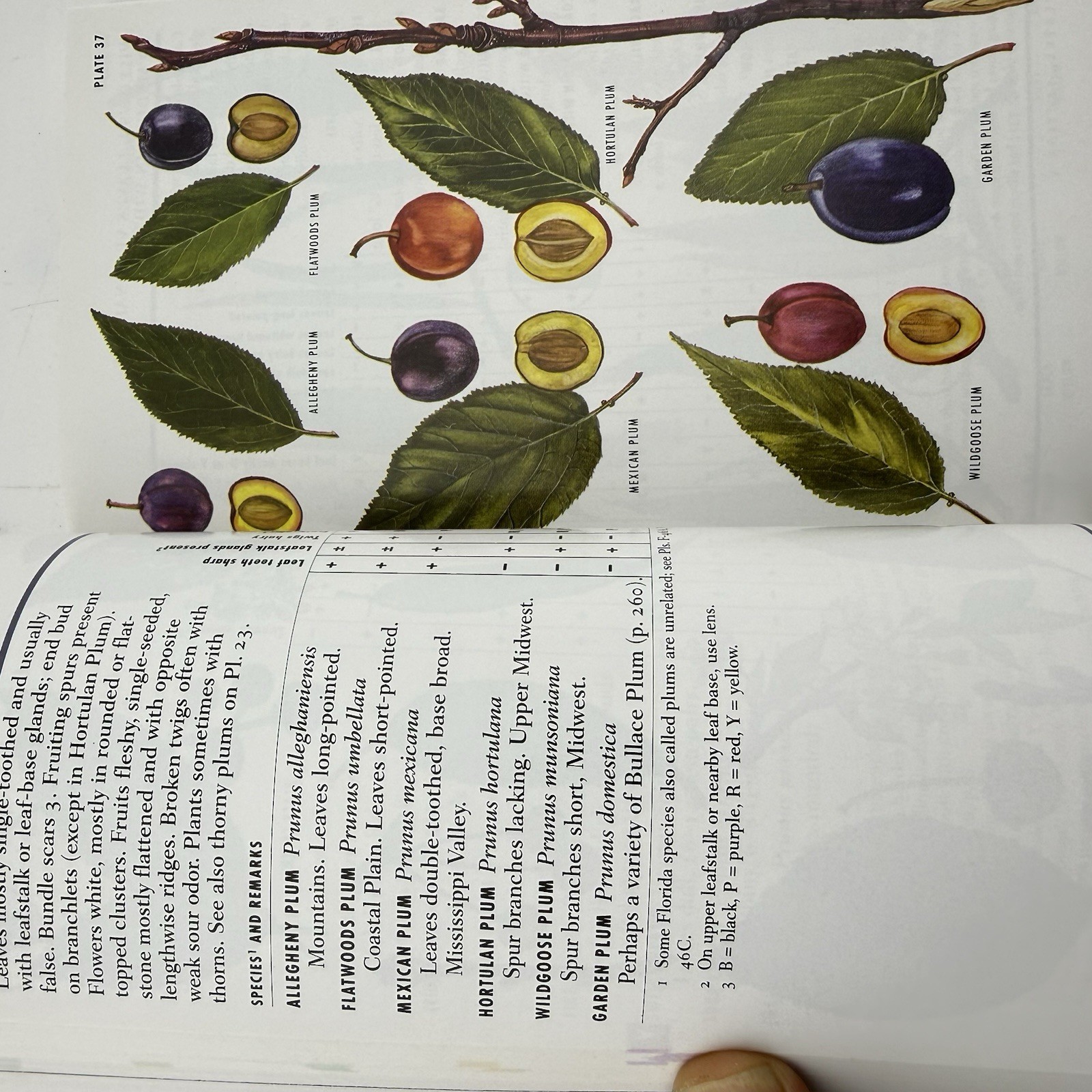 Peterson Field Guide to Eastern Trees George A. Petrides Janet Wehr