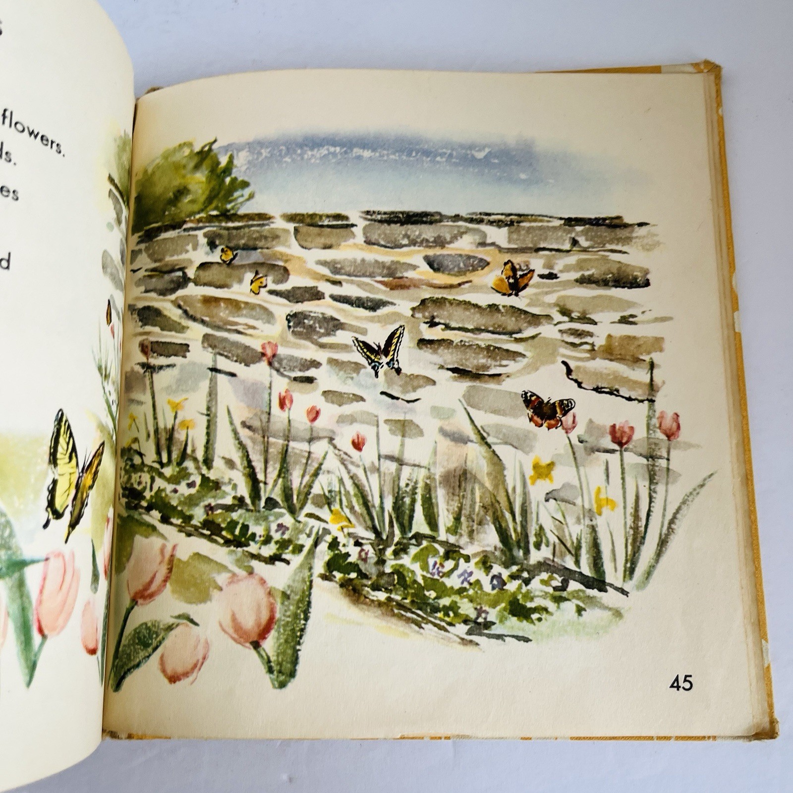 What Is A Butterfly Book 1958 Gene Darby What Is It Series Vintage MCM Science