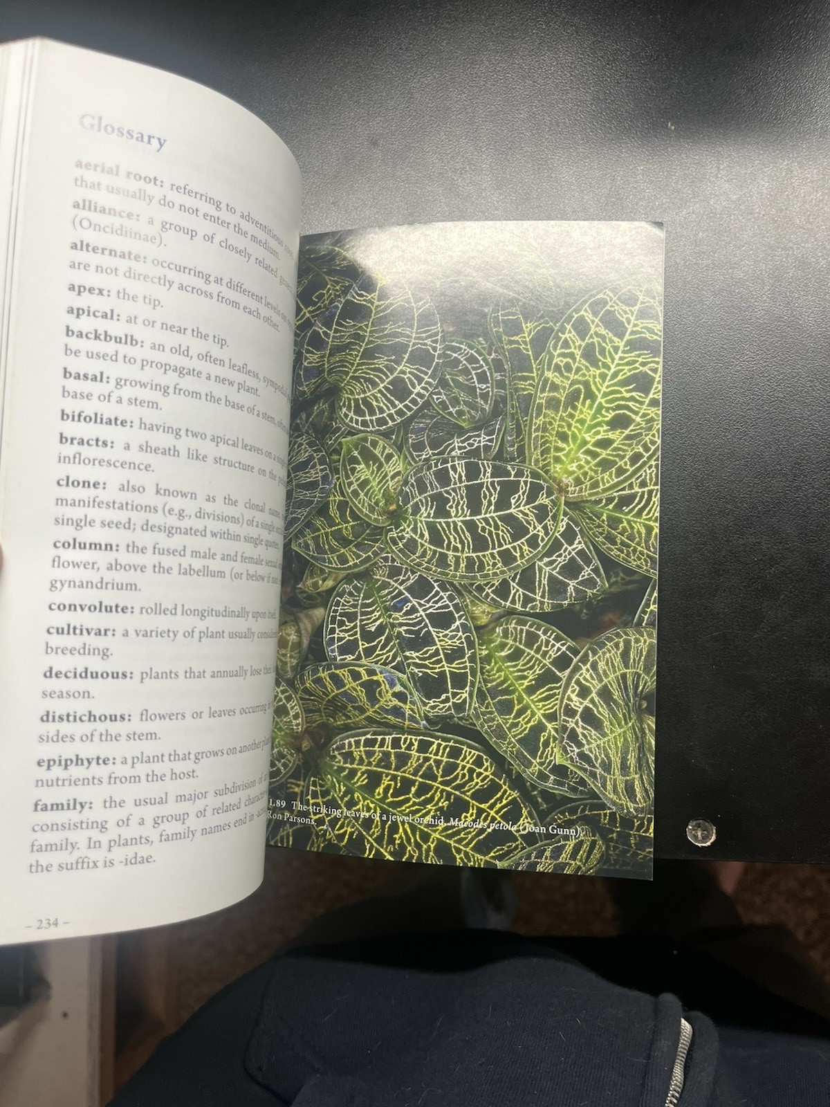 The American Orchid Society Guide to Orchids and Their Culture (2019, PB, VG)