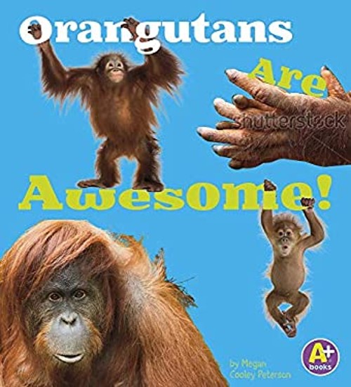 Orangutans Are Awesome! Library Binding Allan Morey