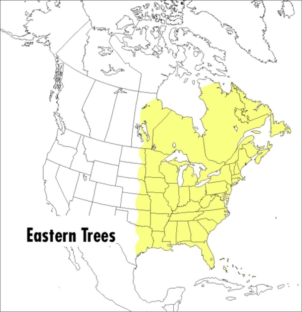 Peterson Field Guide To Eastern Trees, A: Eastern United States and Canada, Incl