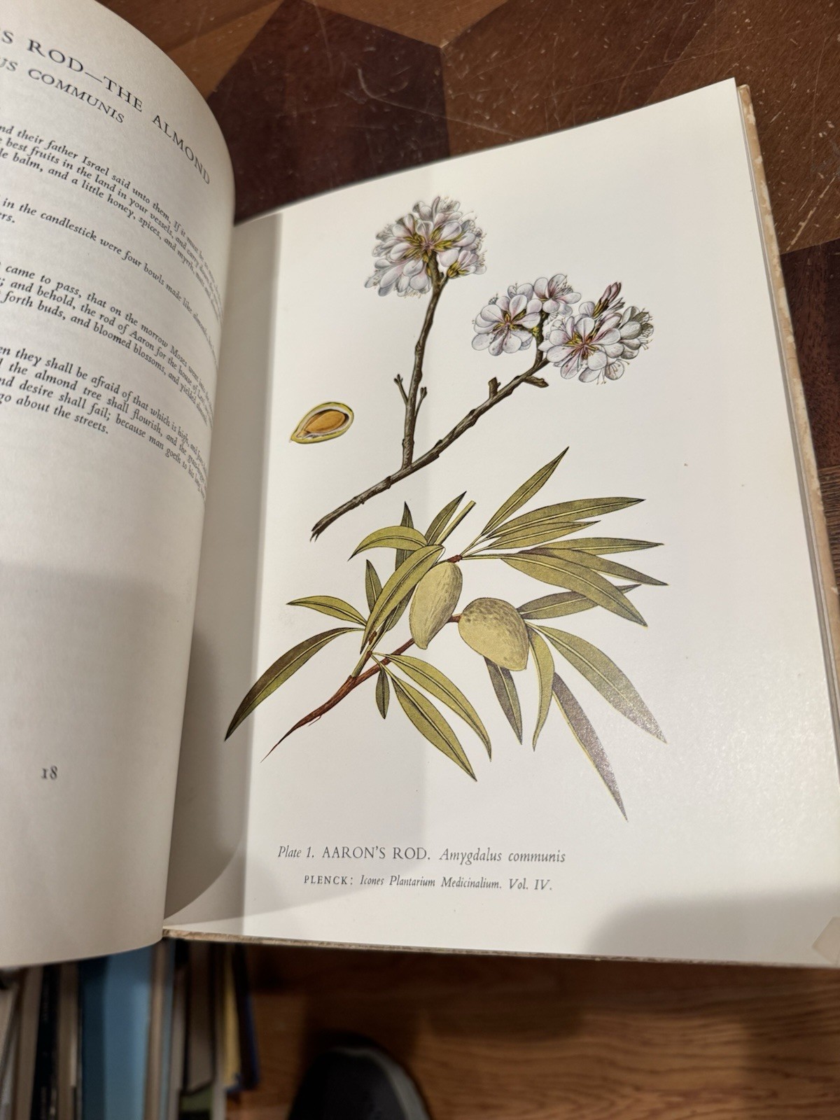 Plants of the Bible – PLANTS HERBS & FLOWERS A W Anderson Ex-library Book
