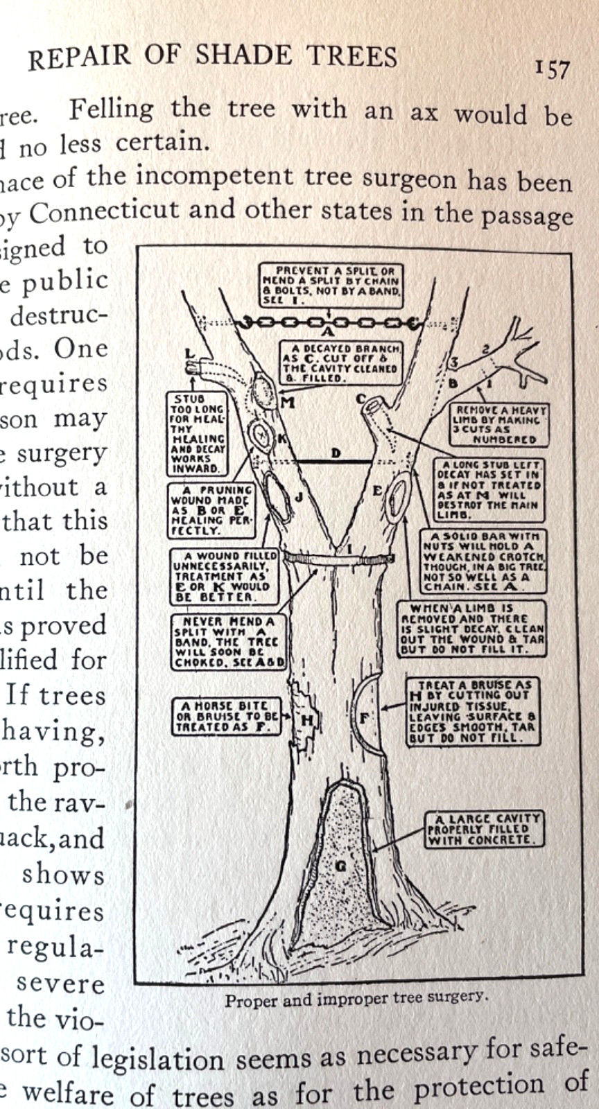 Antique Forestry Tree Identification Botany Nature Study 4 Book Lot 1919-1925