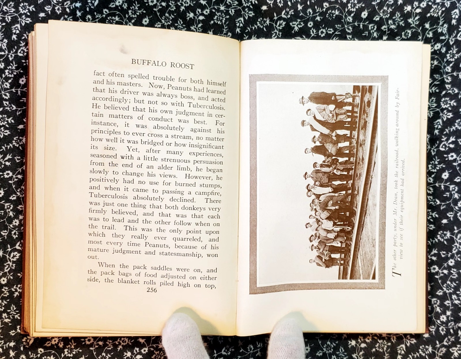 Buffalo Roost, F. H. Cheley, 1913, First Edition, Hardcover, Antique