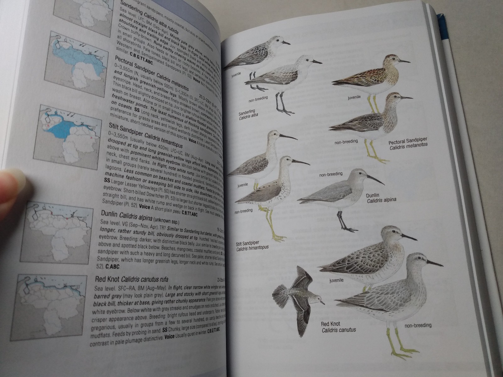 Birds of Venezuela Field Guide Ornithology Reference Regions Species Calls 2017