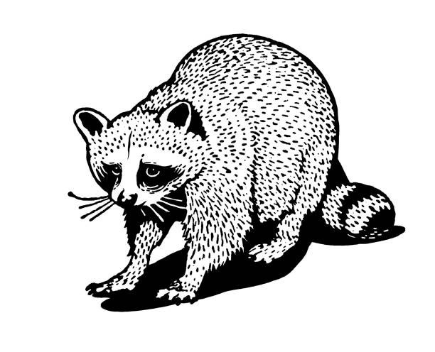 Raccoon and Friends Coloring Book 108 Pages 8.5 x 11 for All Ages