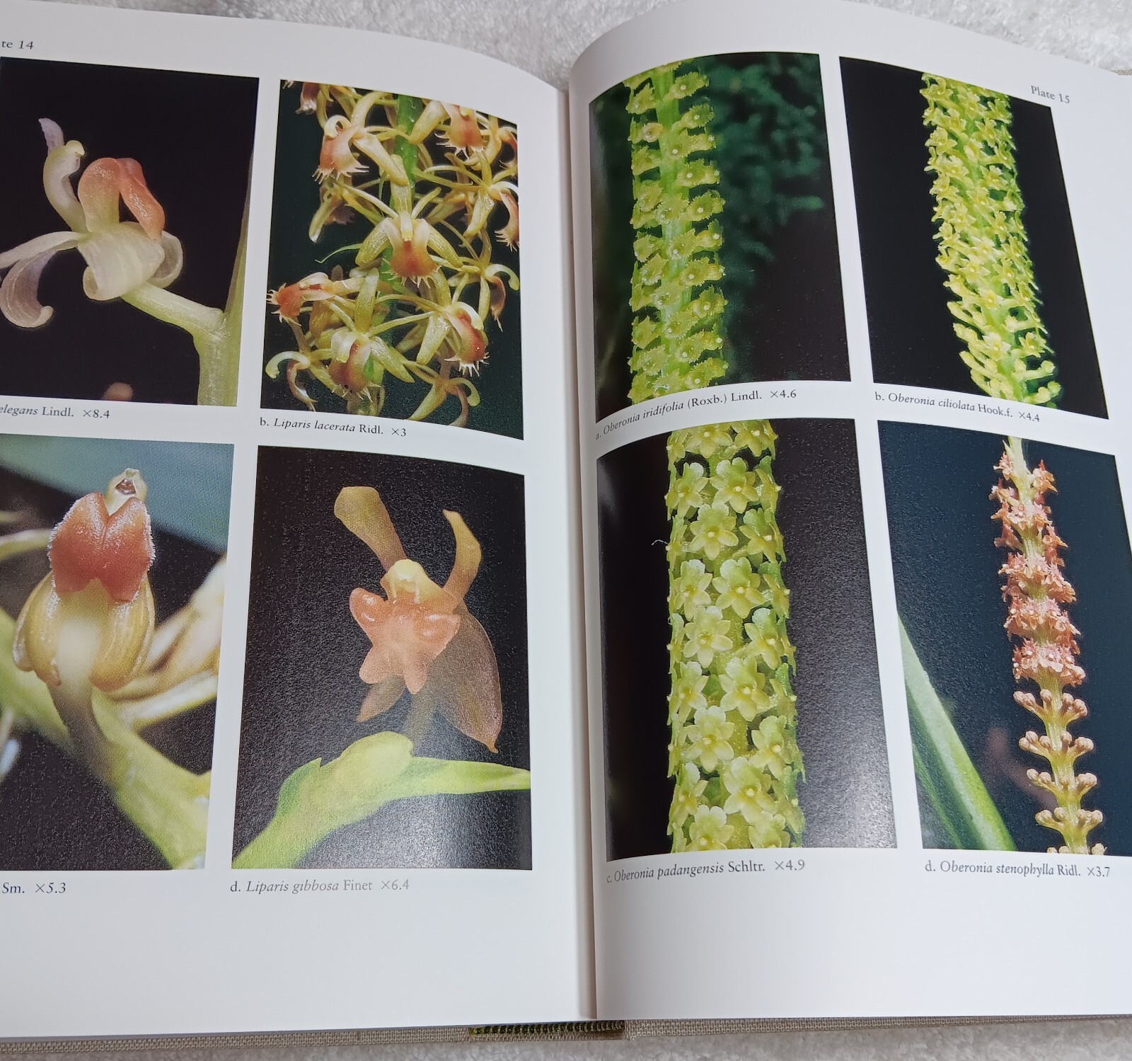 The Orchids of Peninsular Malaysia & Singapore (Seidenfaden & Wood • 1992)