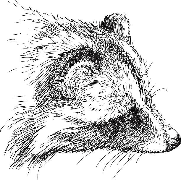 Raccoon and Friends Coloring Book 108 Pages 8.5 x 11 for All Ages