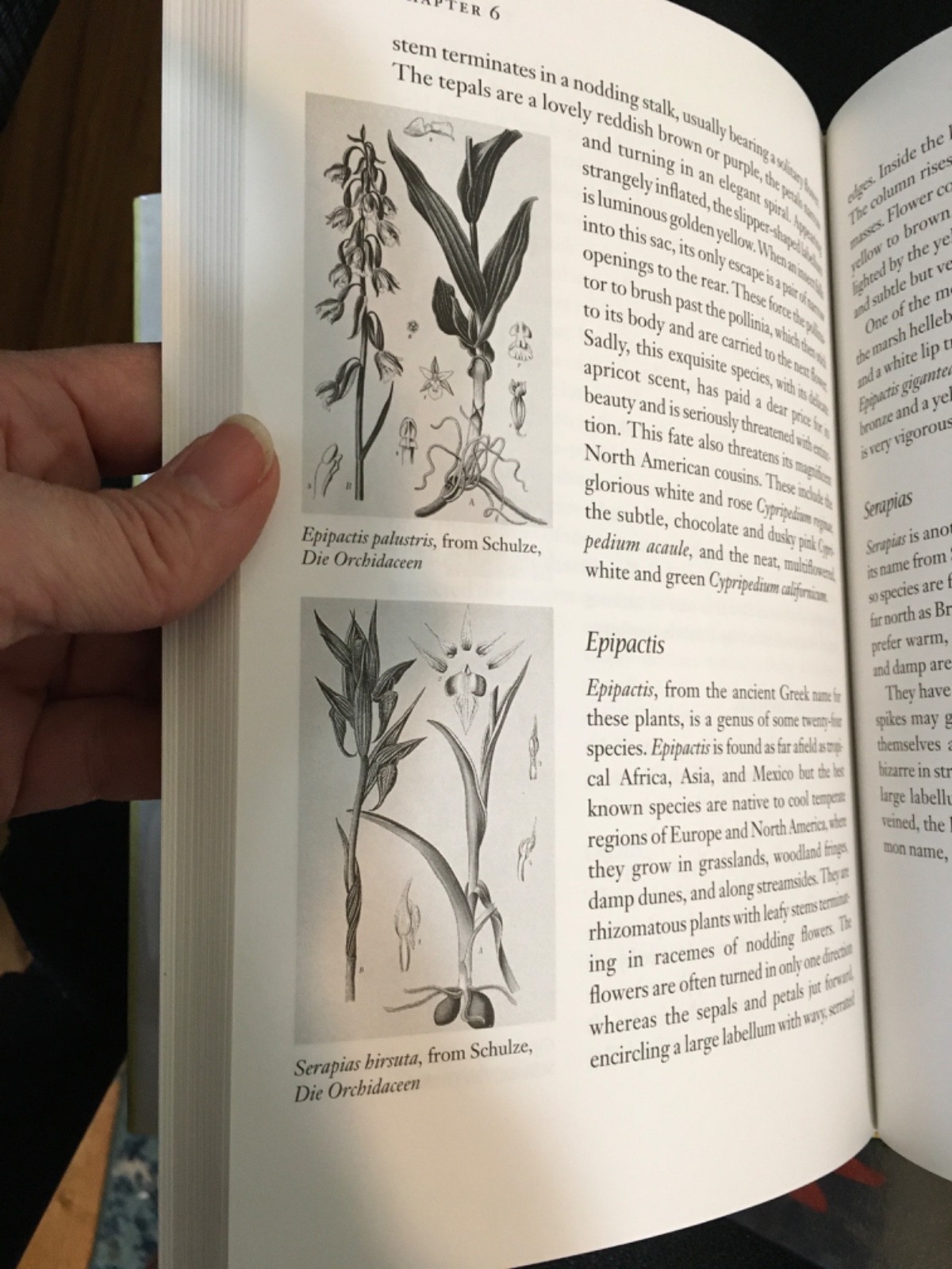 Lot UNDERSTANDING ORCHIDS Guide to Growing Exotic Flowers Plants CULLINA + LORE