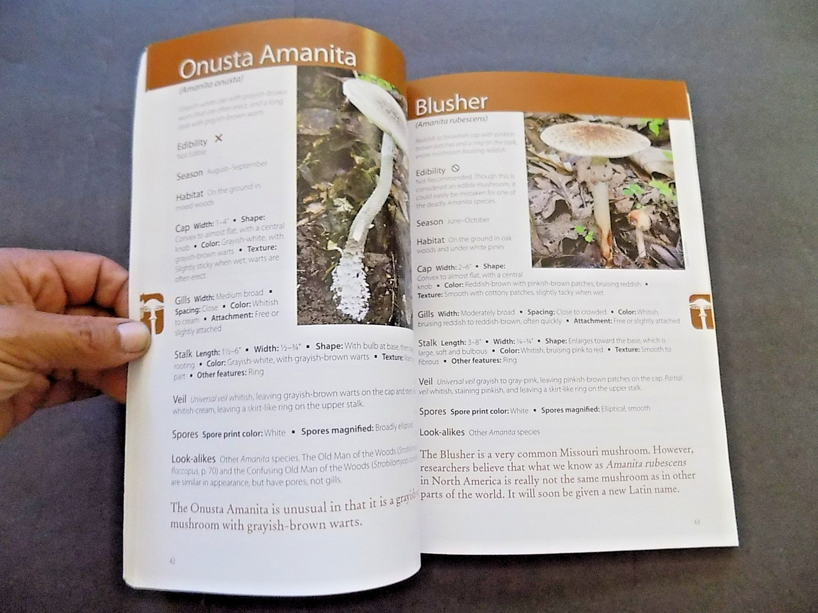 NORTH AMERICAN MUSHROOMS : photo postcards , NEW