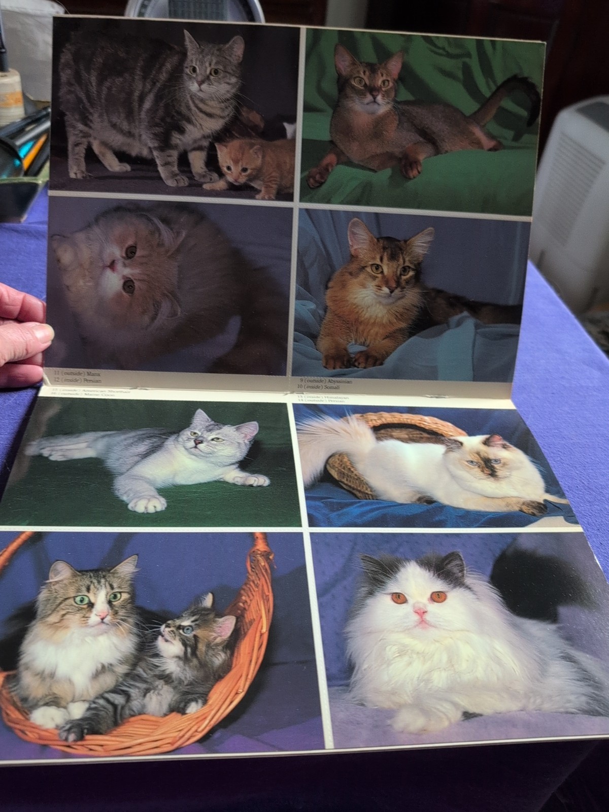 PEDIGREED CATS PHOTO POSTCARDS: 24 FULL-COLOR By Dorothy Holby **Excellent**