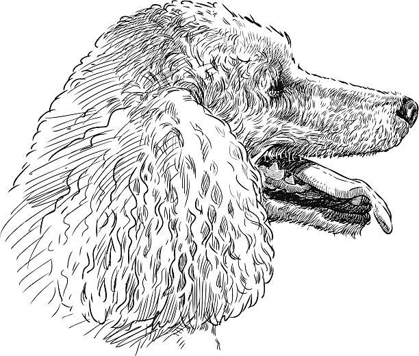Dogs coloring book for all ages Pets Series 108 Pages 8.5 x 11 for All Ages