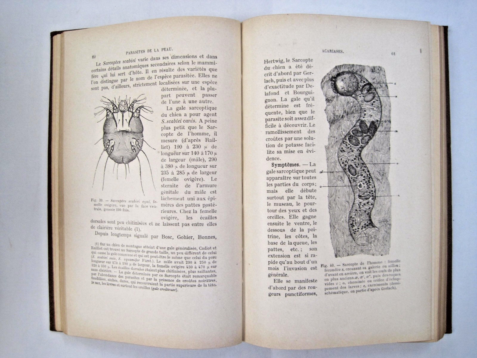 Parasites et Maladies Parasitaires du Chien et du Chat