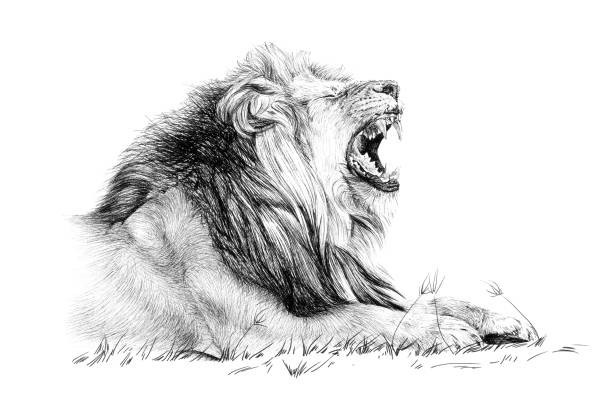 Best Lion Coloring Book save the Lions 108 Pages 8.5 x 11 for All Ages