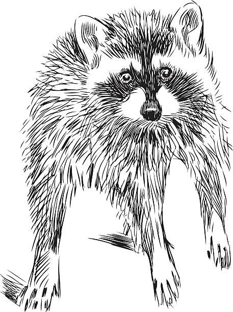 Raccoon and Friends Coloring Book 108 Pages 8.5 x 11 for All Ages
