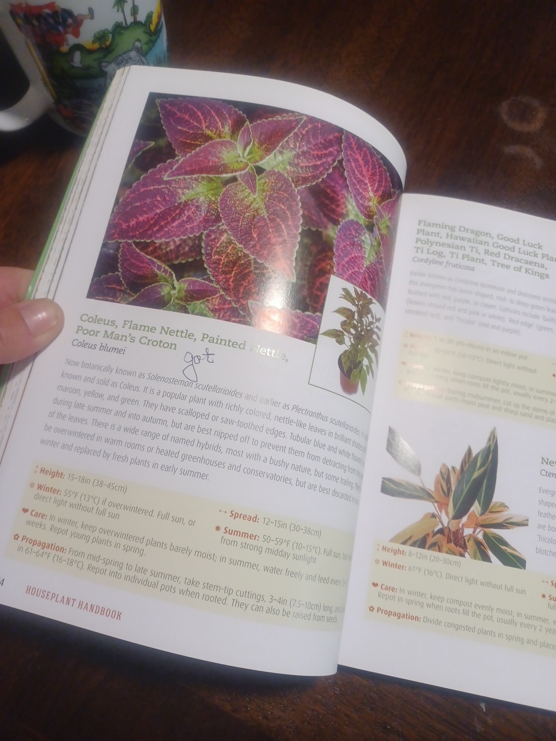 Houseplant Handbook: Basic Growing Techniques and a Directory of 300 Everyda…