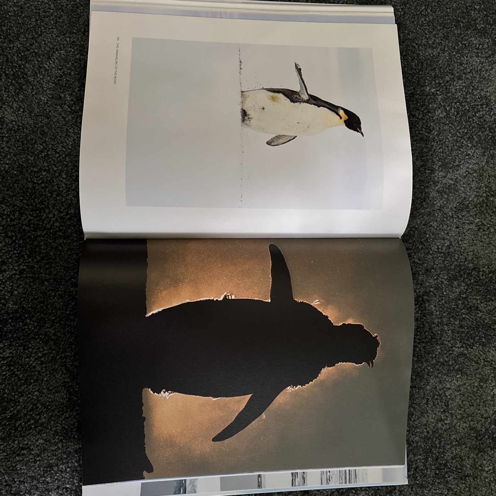 Penguin: A Story of Survival by Stefan Christmann Hardback Book The Fast Free