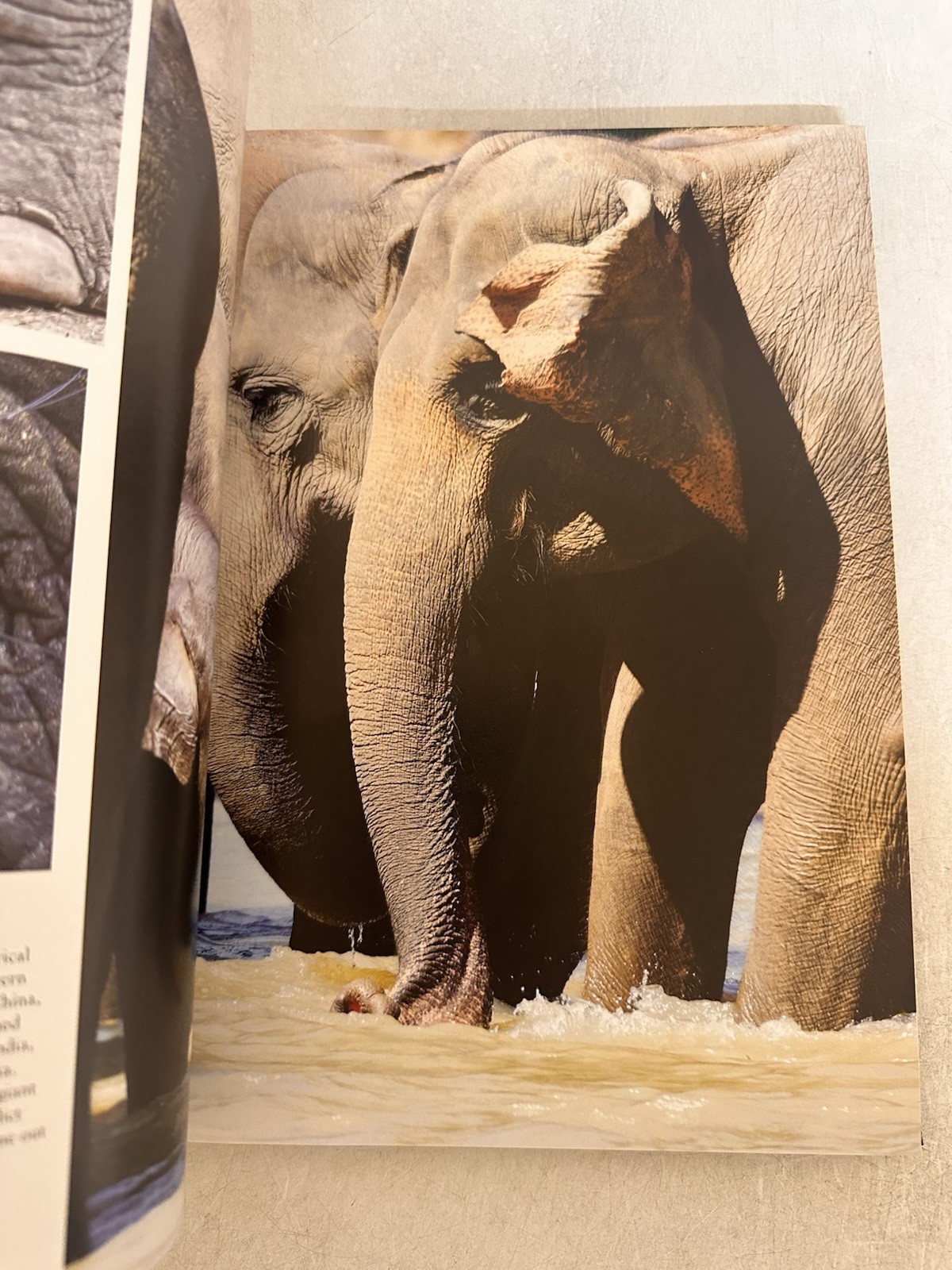 Endangered Animals by Jackson, Tom 2022 Amber Books Ltd