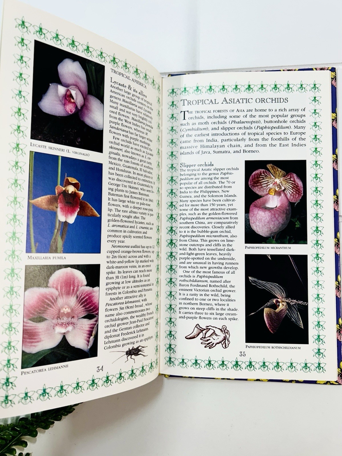 Orchids : A Romantic History Guide to Cultivation Philip Cribb Tropical Flowers