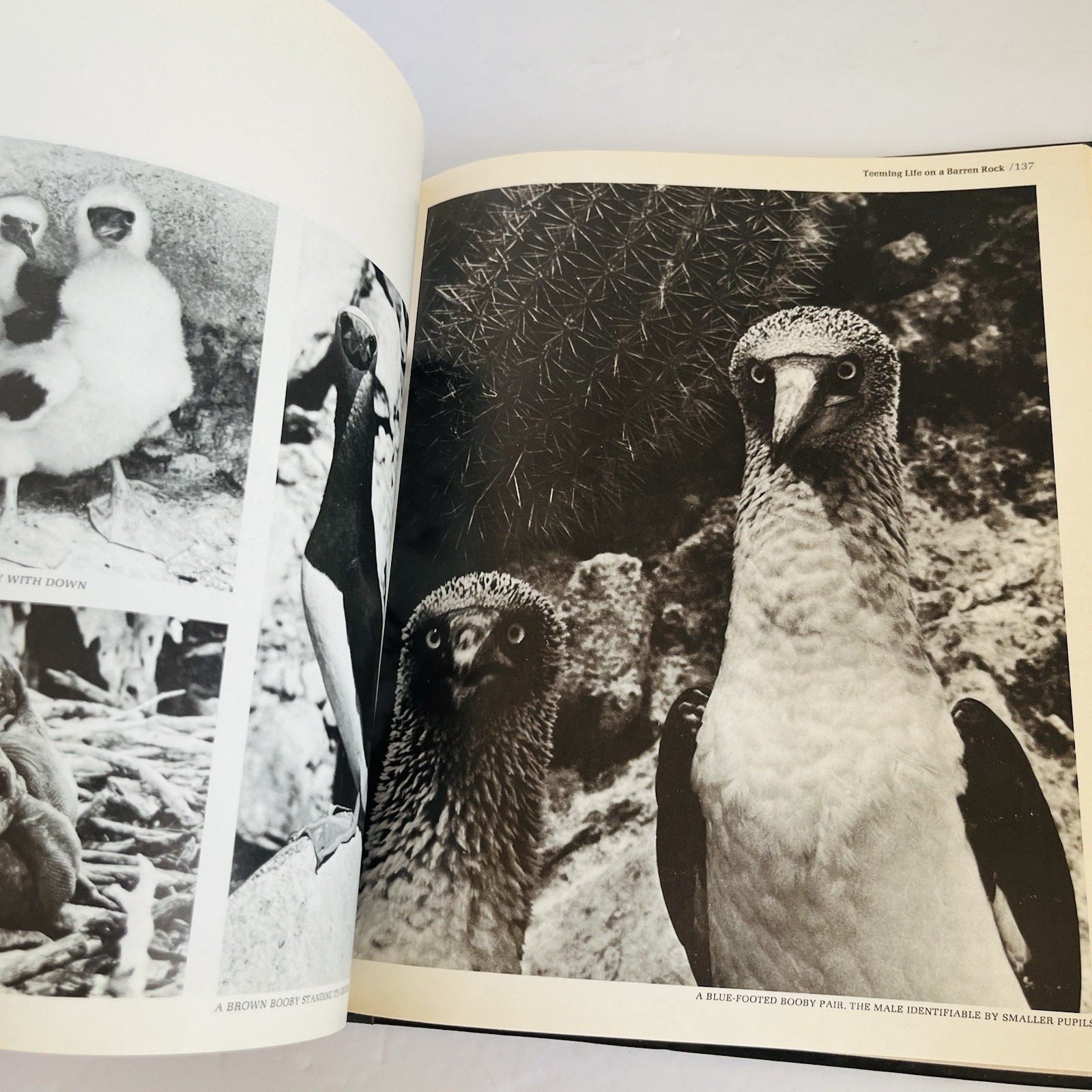 Vintage „The American Wilderness“ Time Life Books Collection 1973 Lot of 7