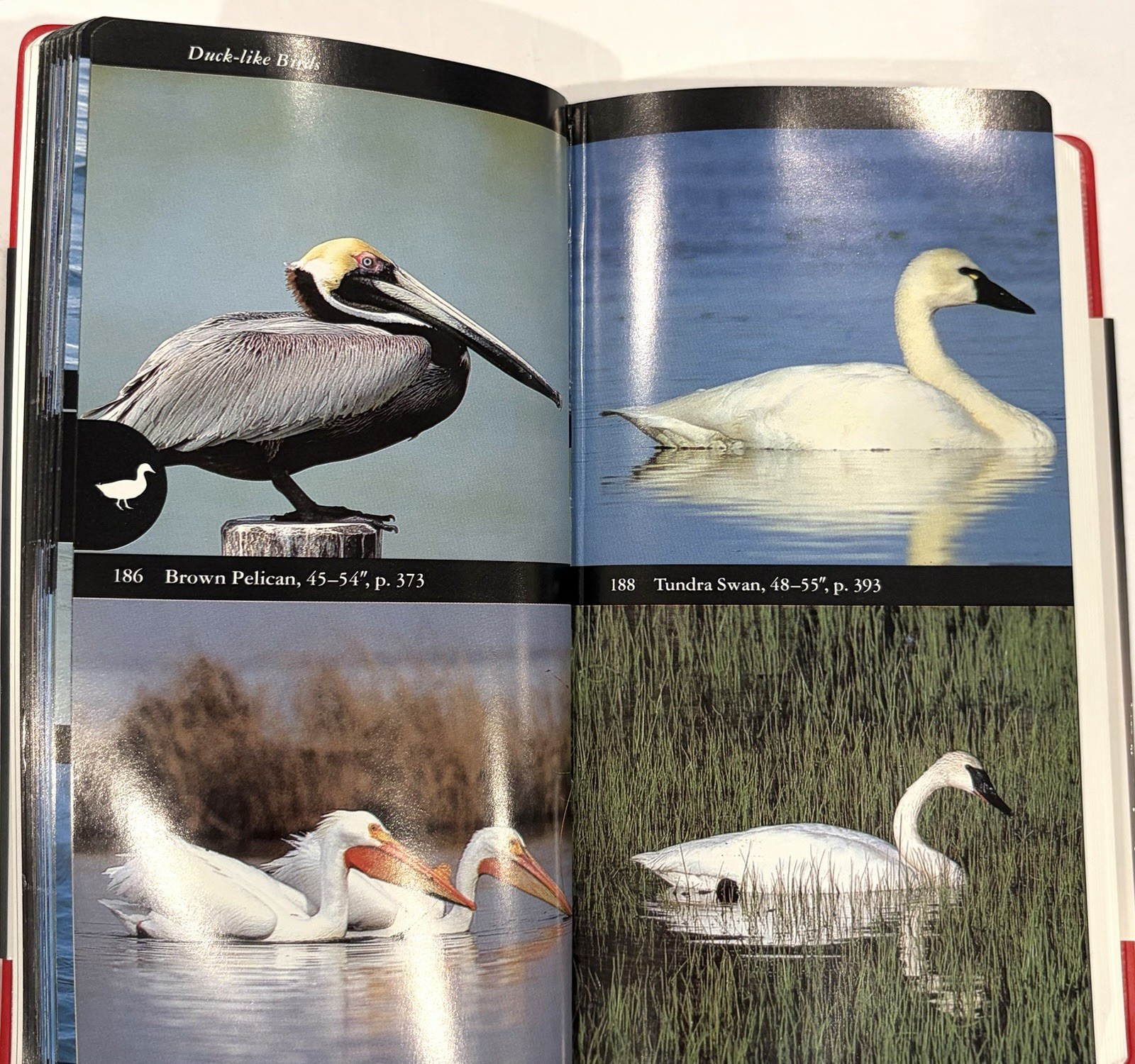 National Audubon Society Field Guide To North American Birds Western Region HC