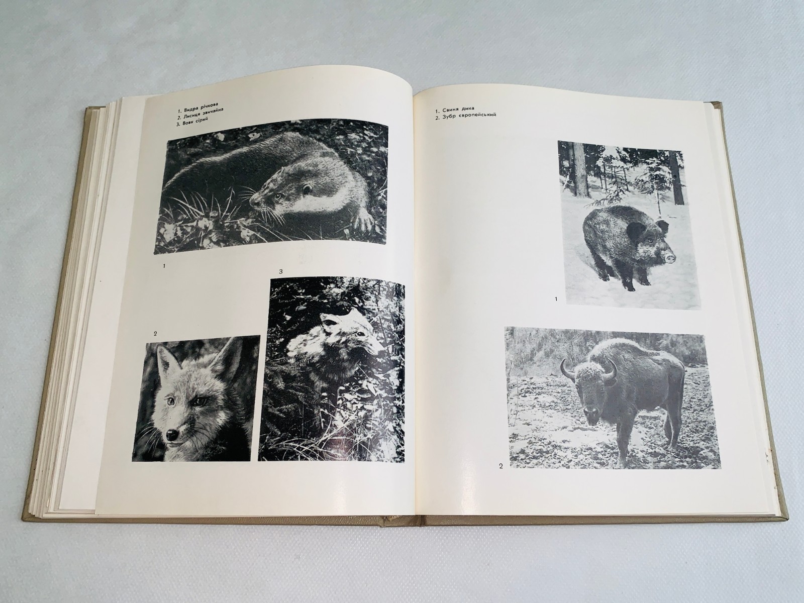 Фауна Західної України Хребетні / Fauna of Vertebrates of the Western Ukraine