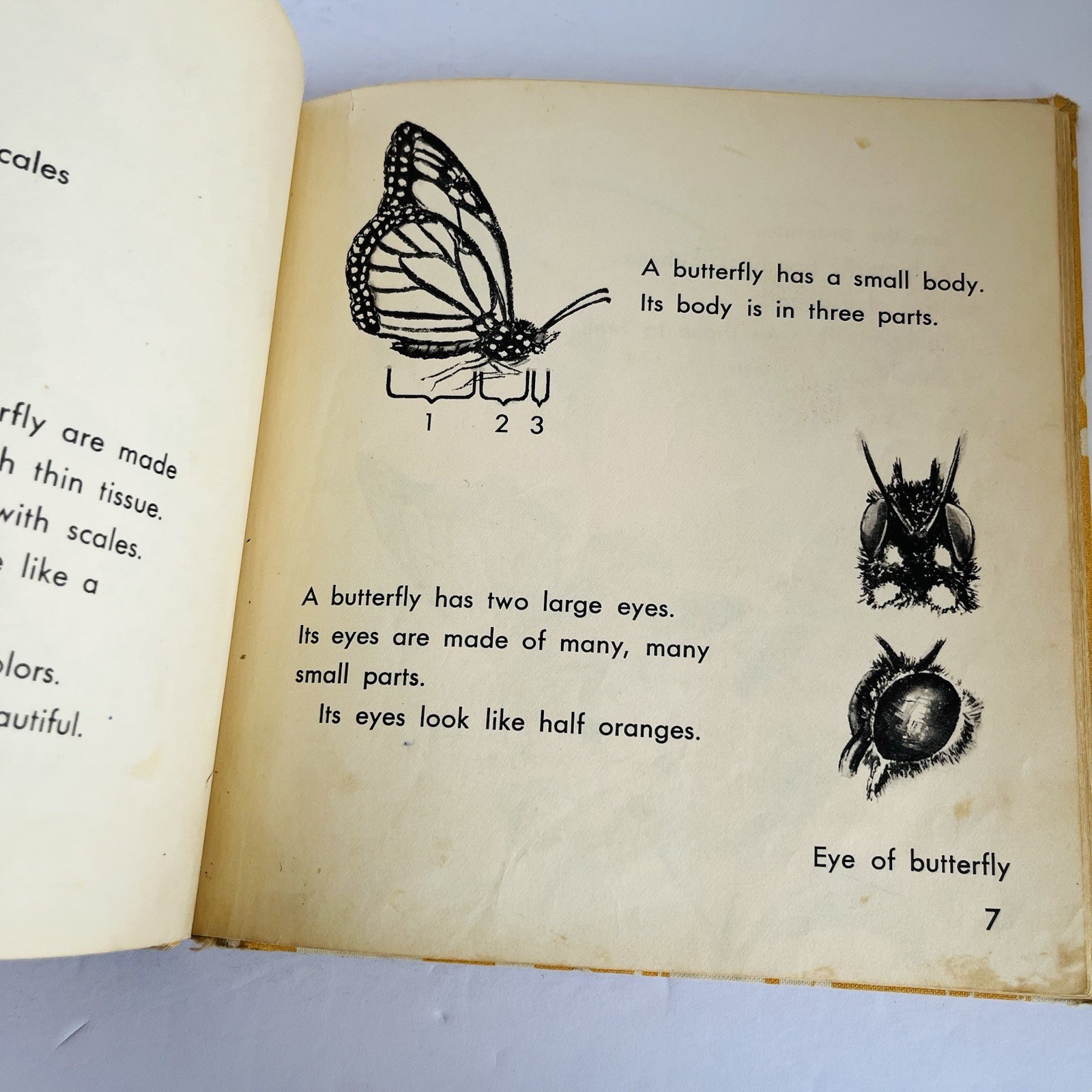 What Is A Butterfly Book 1958 Gene Darby What Is It Series Vintage MCM Science