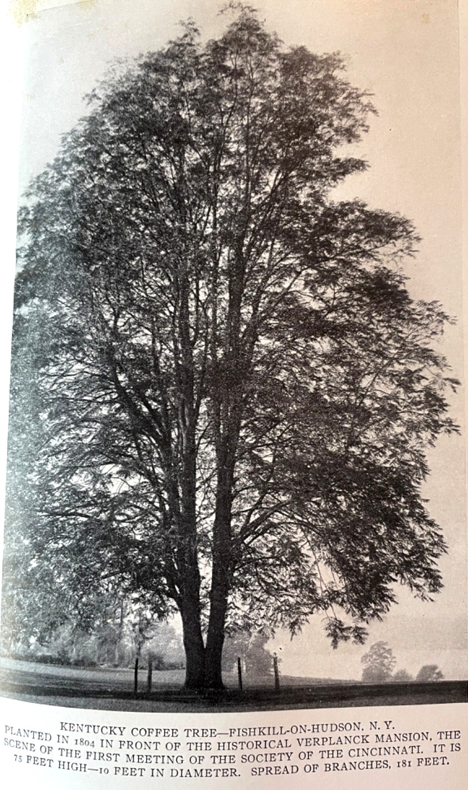 Antique Forestry Tree Identification Botany Nature Study 4 Book Lot 1919-1925