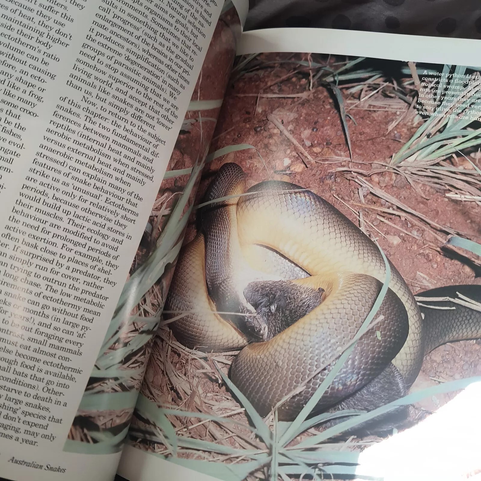VTG AUSTRALIAN SNAKES: A NATURAL HISTORY Richard Shine Hardcover Dust Jacket VG
