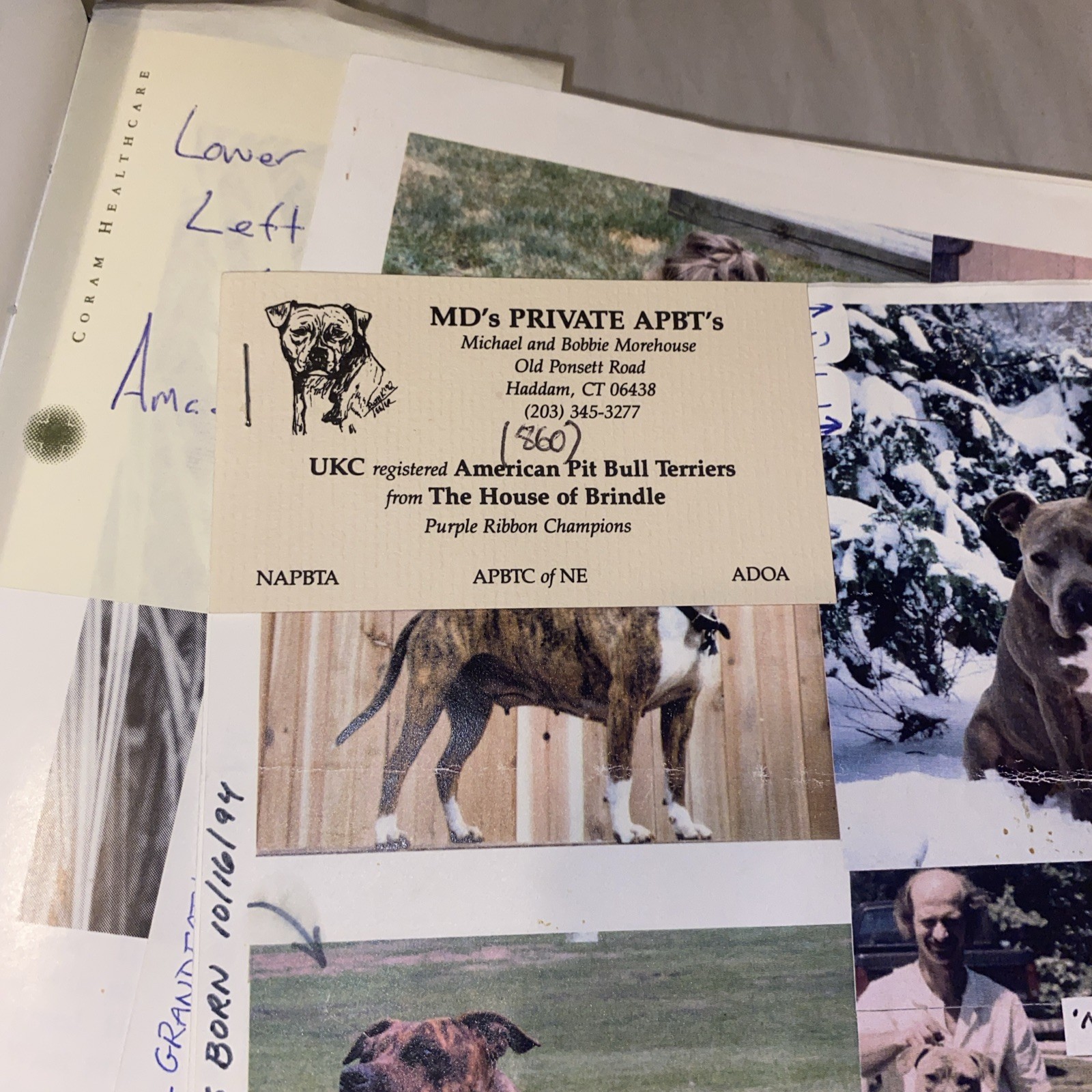 The American Pit Bull Terrier…. Good Dog By Jillian Cline signed Limited /500