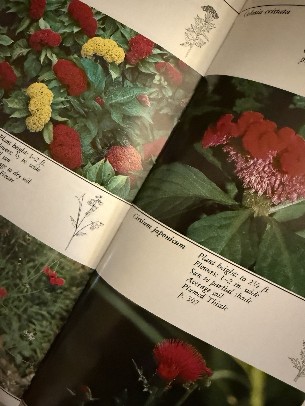 Taylor’s Guide to Gardening Set (10) Houghton Mifflin Annuals Trees Vegetables