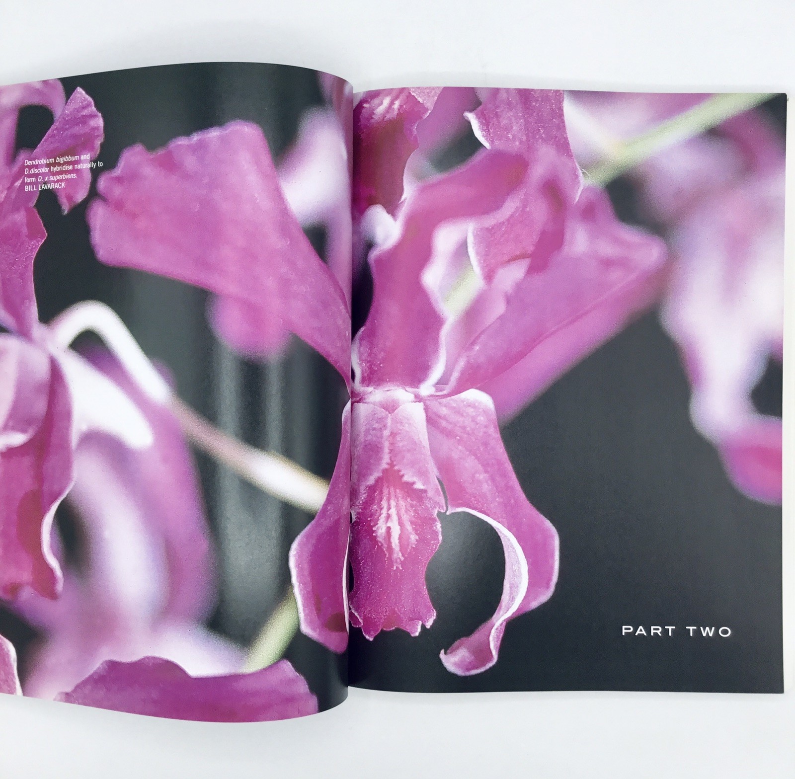 OOP💥 Dendrobium and Its Relatives Orchid Book; Lavarack Harris Stocker TPB