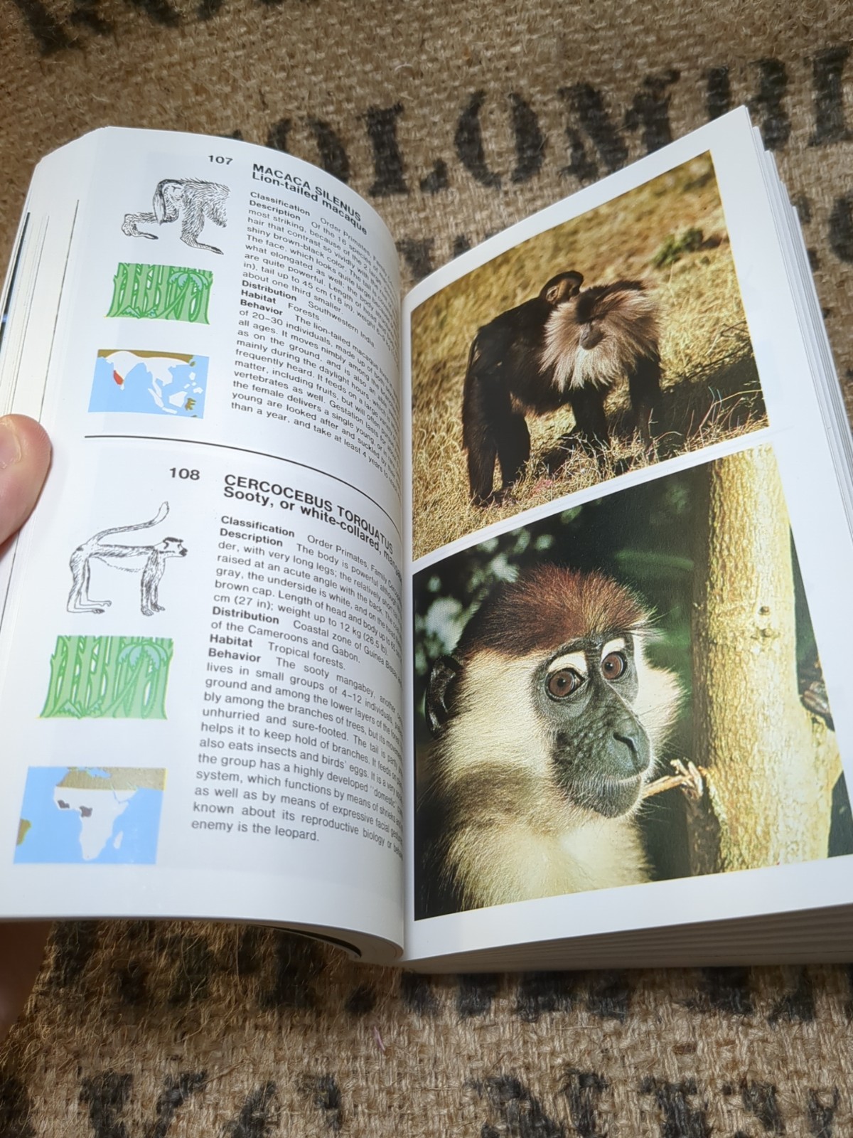 Simon and Schuster’s Guide to Mammals by Luigi Boitani (1984, Trade Paperback)