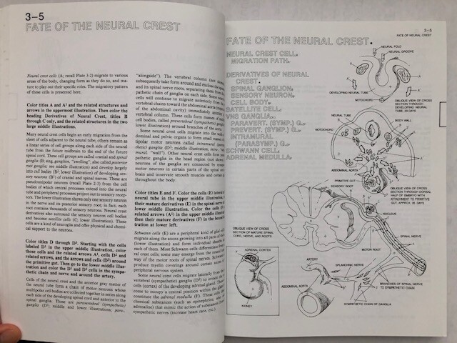 The Human Brain Coloring Book by Diamond, Scheibel, Elson (301 pages no damage)