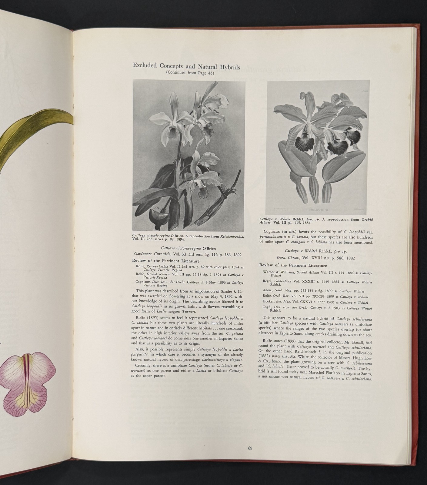 Brazilian Bifoliate Cattleyas – Orchids, Flowers, Cultivation, Botany