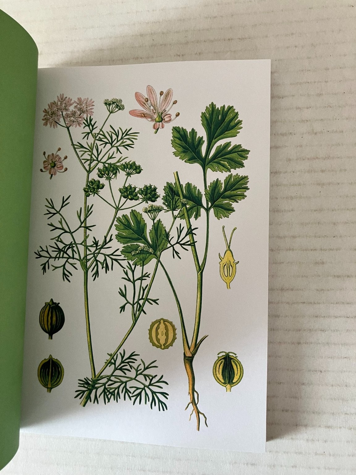Herbal Handbook New York Botanical Garden 2022 1st Edition Clarkson Potter PB