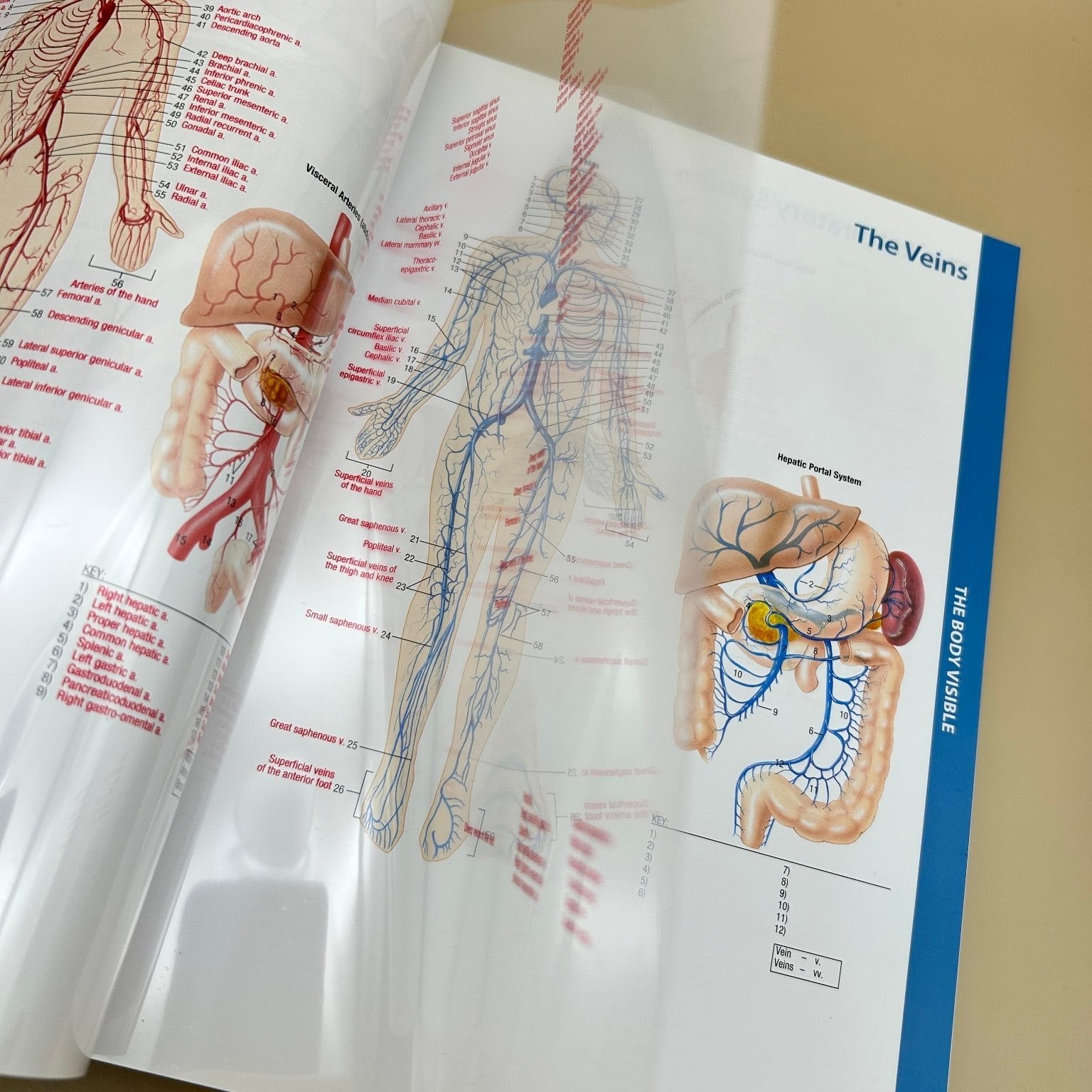 Memmler’s The Human Body in Health & Disease Cohen Hull 14th Ed. Wolters Kluwer