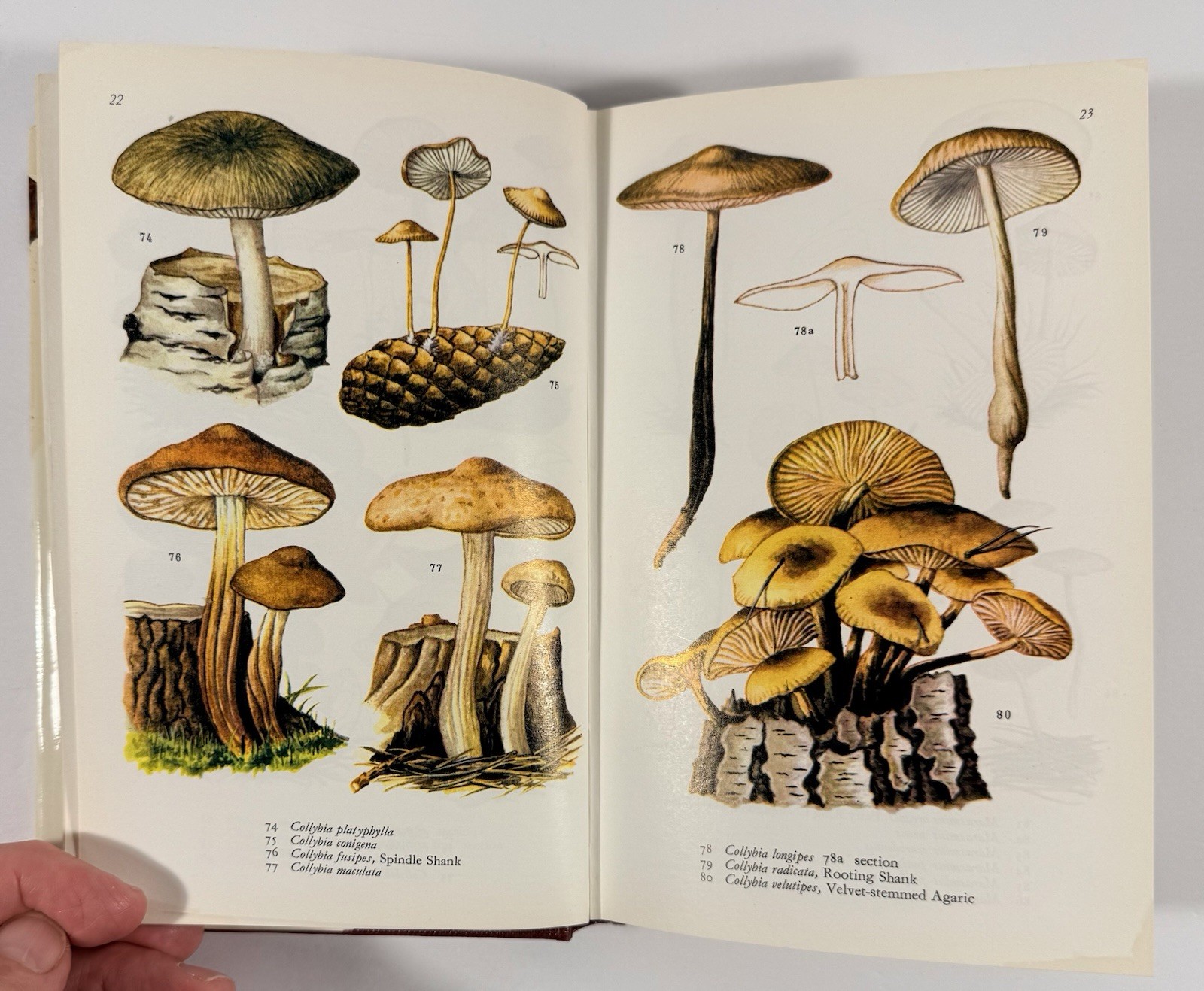 1961 Mushrooms Toadstools in Colour Blandford First Edition Dust Jacket Hvass