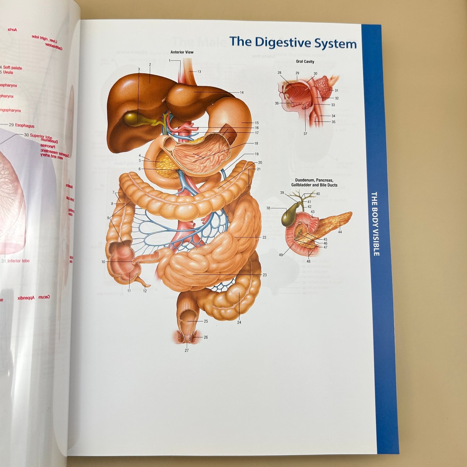 Memmler’s The Human Body in Health & Disease Cohen Hull 14th Ed. Wolters Kluwer
