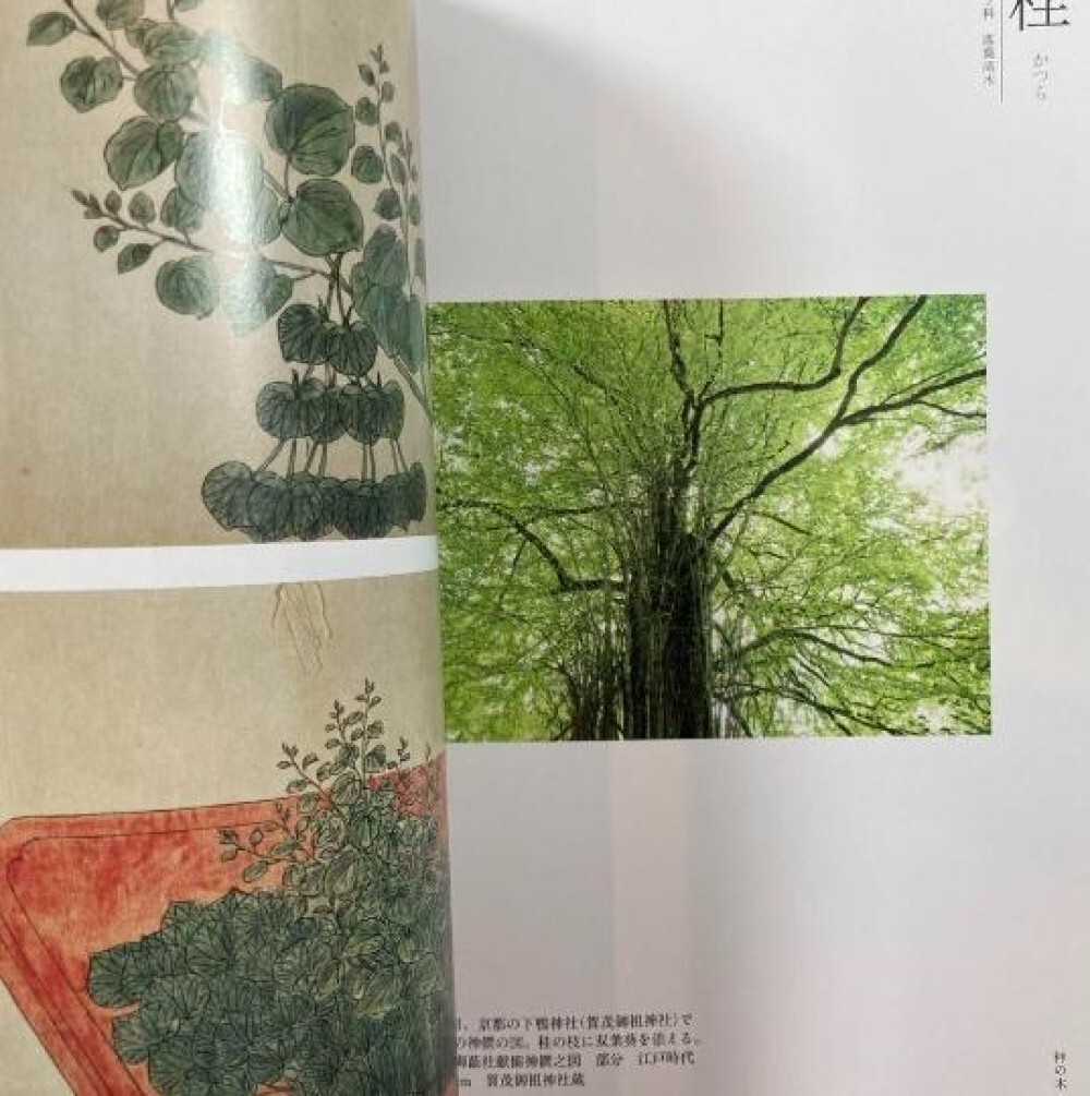 Toshiro Kawase – „God’s Tree: Go/Visit“ Japanese sacred tree art