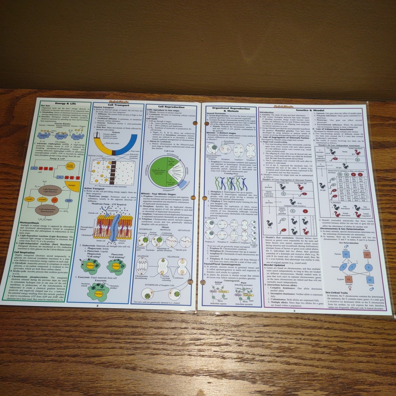 Quick Study Academics BIOLOGY Laminated Study Aid Chart