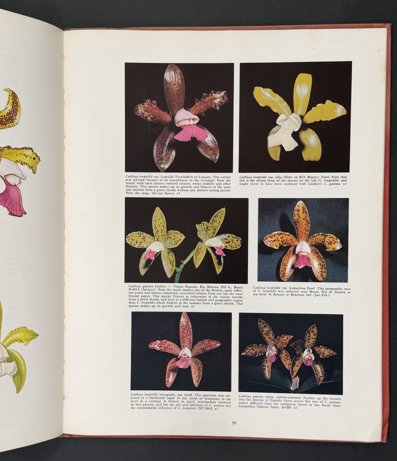 Brazilian Bifoliate Cattleyas – Orchids, Flowers, Cultivation, Botany