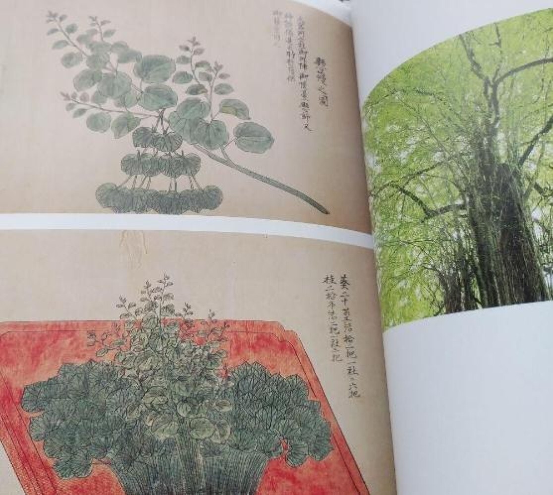 Toshiro Kawase – „God’s Tree: Go/Visit“ Japanese sacred tree art